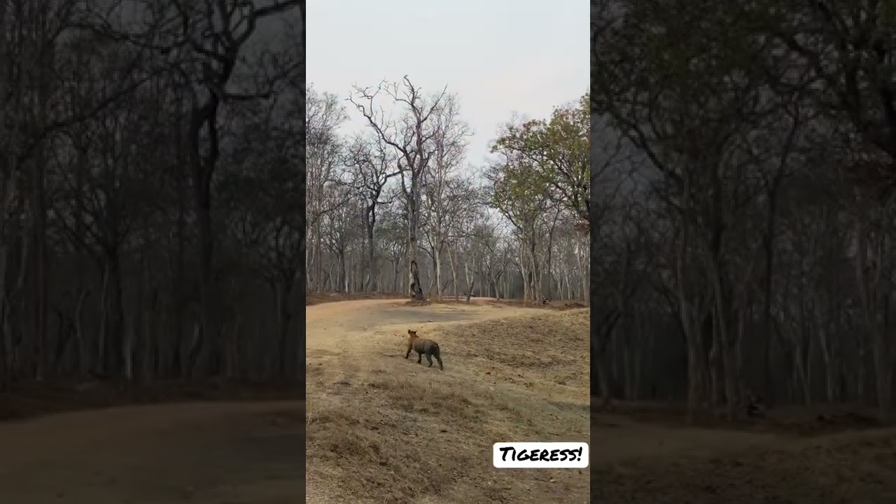 #tiger #kabini #safari #bestmoments #royalpass #beast
