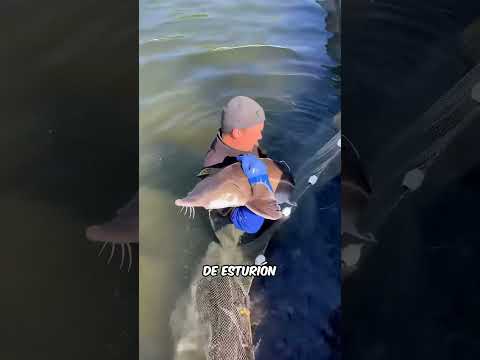 ¿Por qué el caviar cuesta tanto?