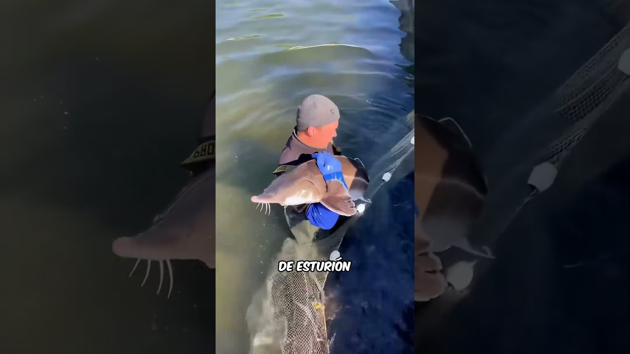 ¿Por qué el Caviar es Tan Costoso? Descubre los Secretos del Lujo 🍽️