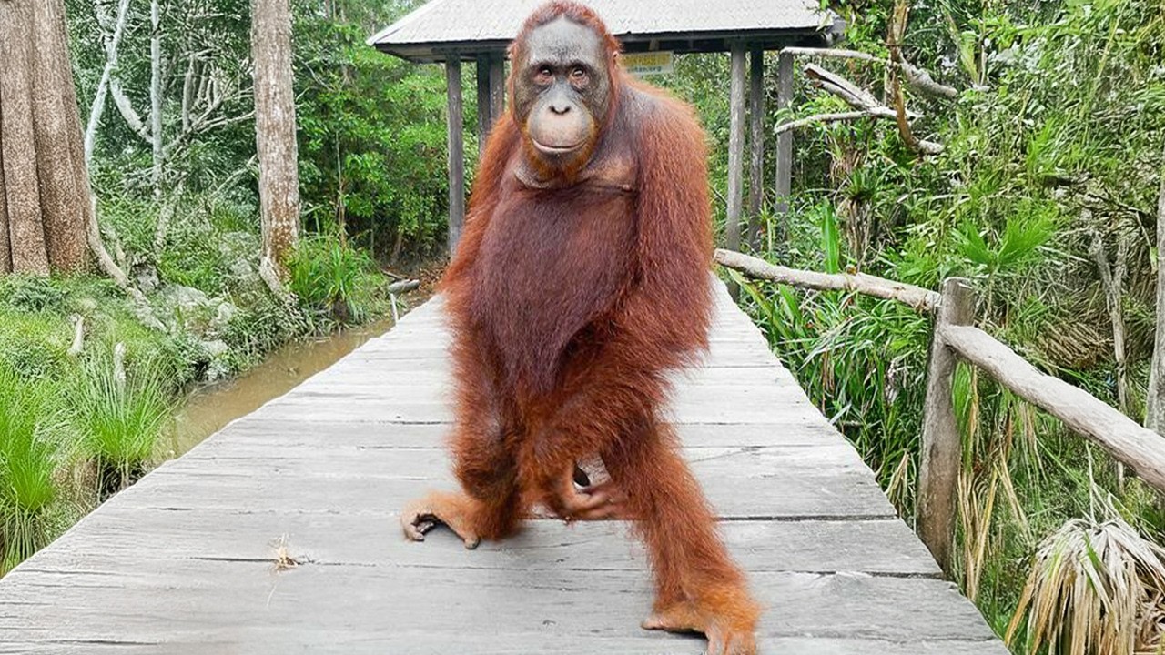 Hilarious Monkey Moments 🤣