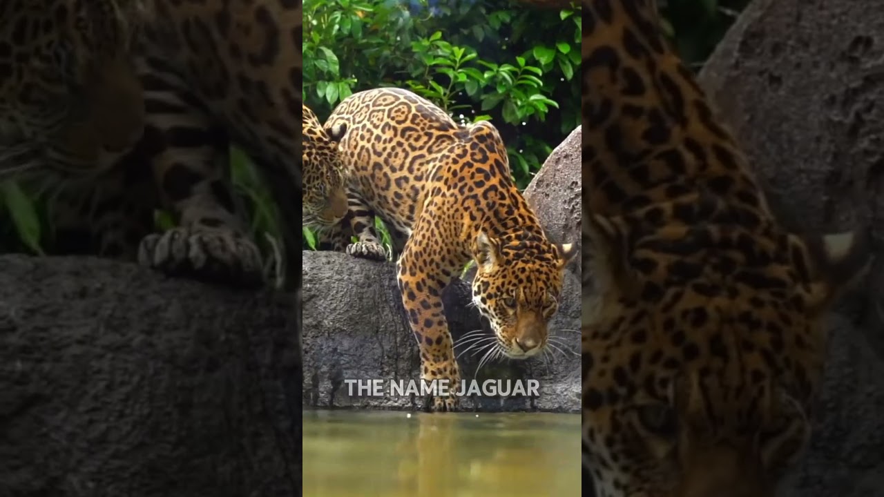 Why Jaguars Are the Most Dangerous Big Cats 🐆