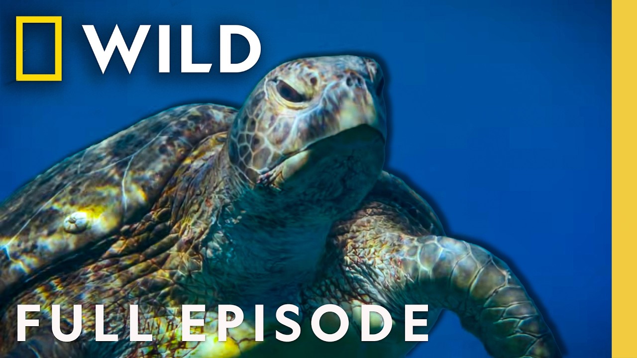 Undersea Births: Animal Moms’ Amazing Journeys 🐠