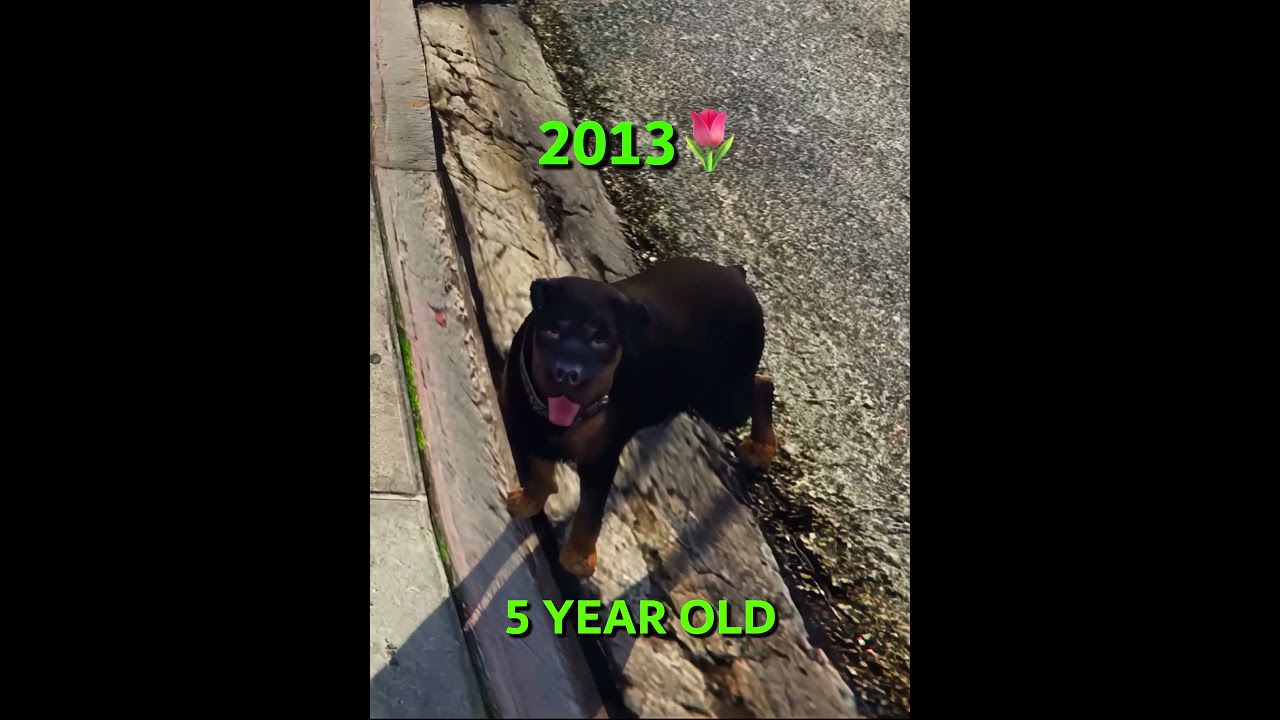 Chop's Journey in GTA 5: From Pup to End 🐶