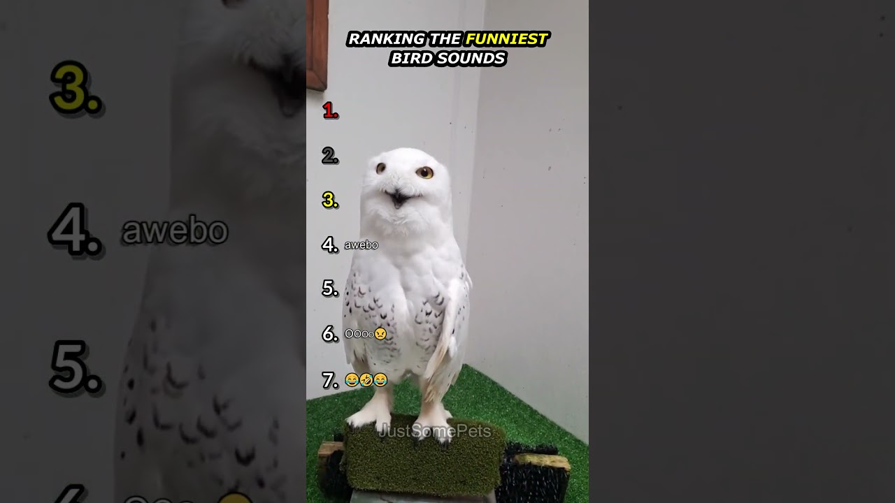 Ranking Funny Bird Sounds