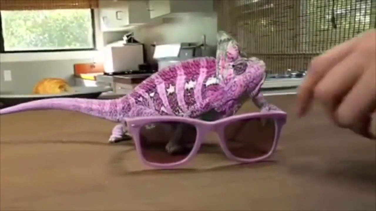 Girgit ki Rang Badalti Khubi 🦎