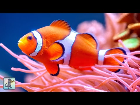 2 HOURS of Stunning Clownfish, Coral Reefs & Colorful Sea Life 🐠 Ocean Fish Relaxing Aquarium Music
