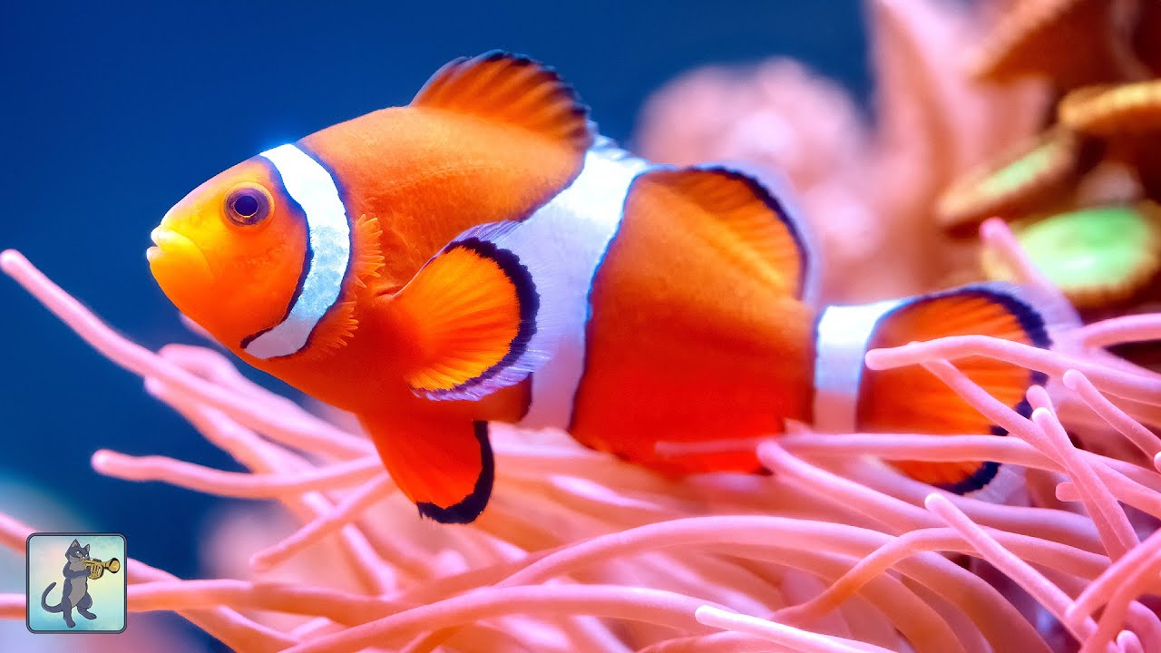 2 Relaxing 2-Hour Aquarium Tour: Vibrant Clownfish, Coral Reefs & Colorful Marine Life π
