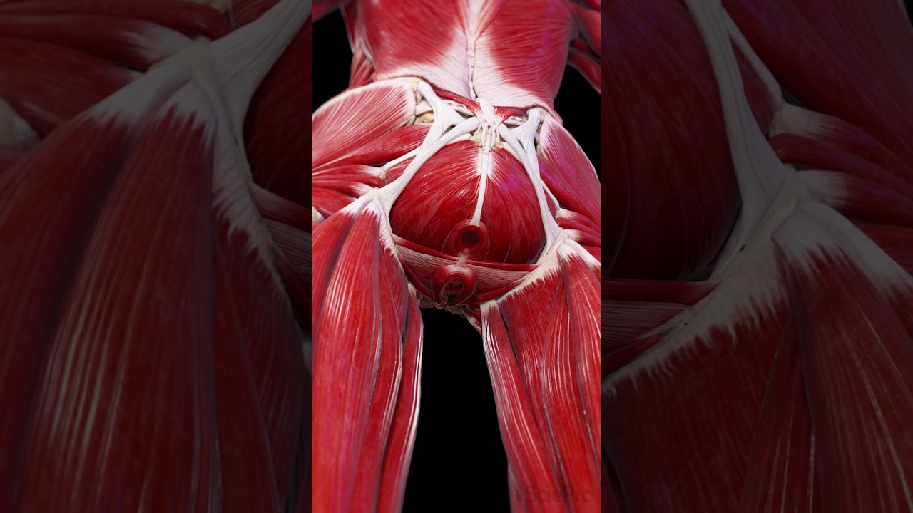 Female Pelvic Floor Anatomy | 3D Animation