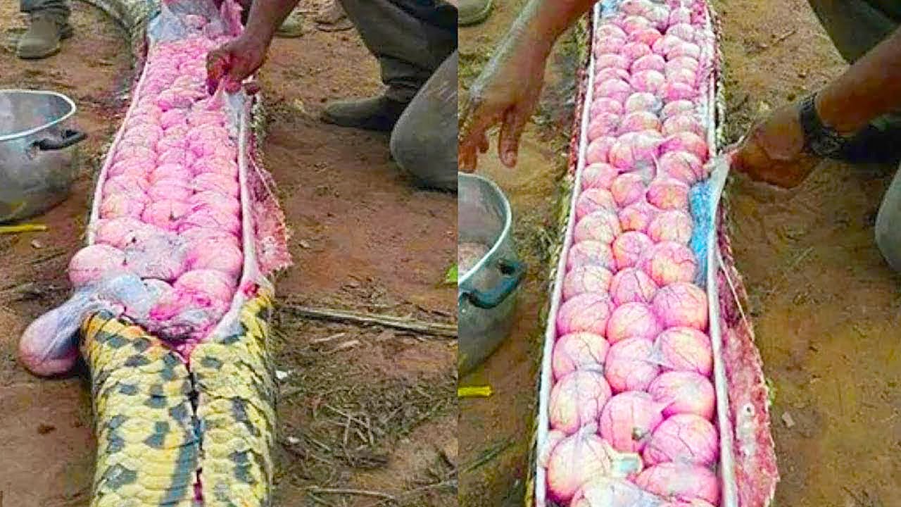 15 Unique Eggs from Around the World 🥚