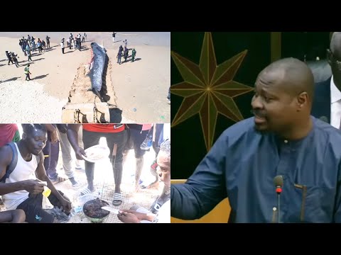 baleine échouée sur la plage de Diamalaye: réaction de Guy Marius Sagna