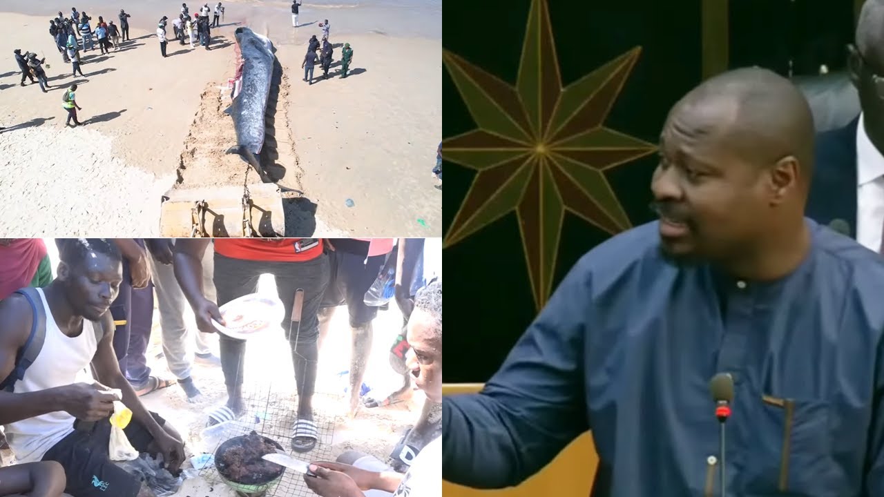 Réaction de Guy Marius Sagna face à l'échouage d'une baleine sur la plage de Diamalaye