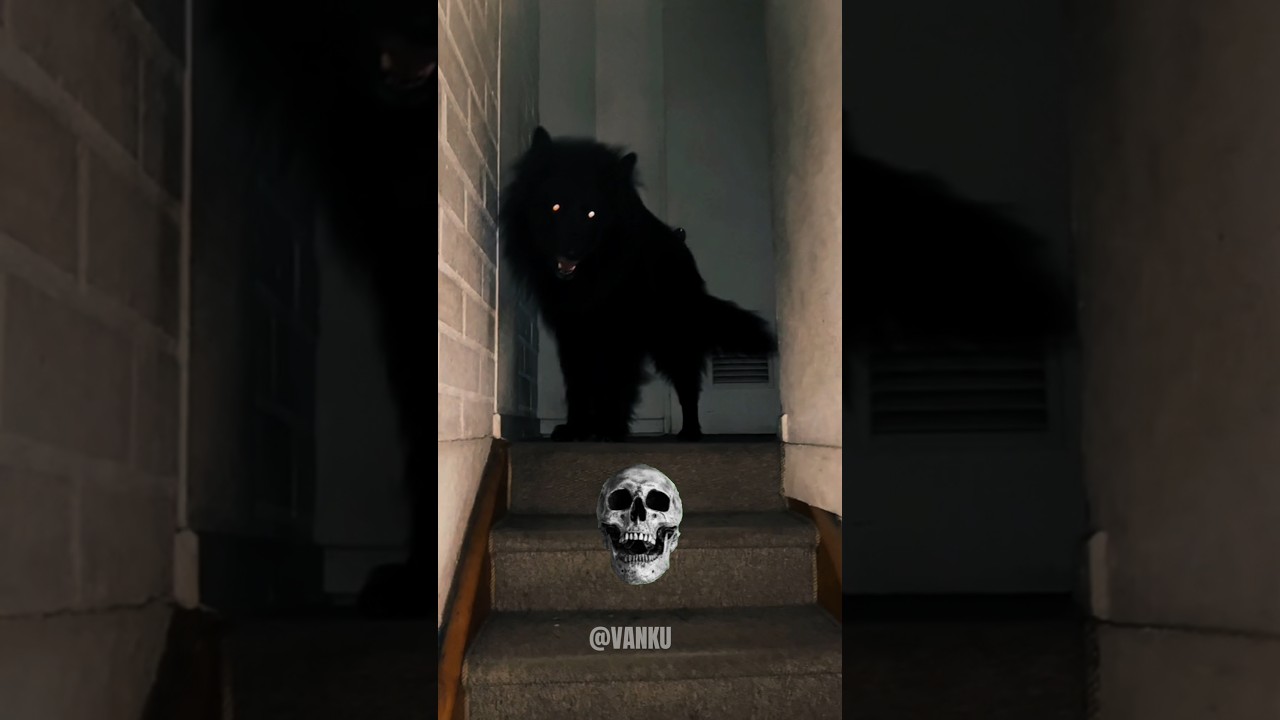 Dogs' Coldest Moments ❄️