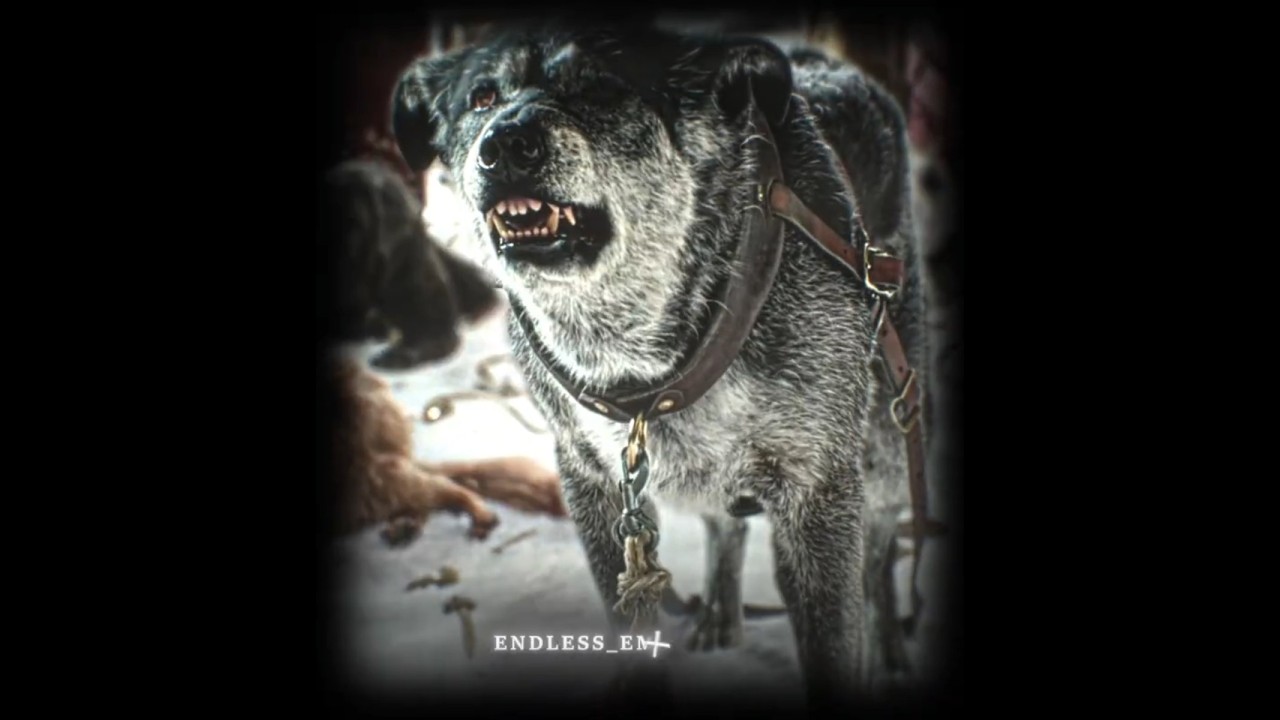 Is Buck Dead? | The Call Of The Wild Analysis 🐺