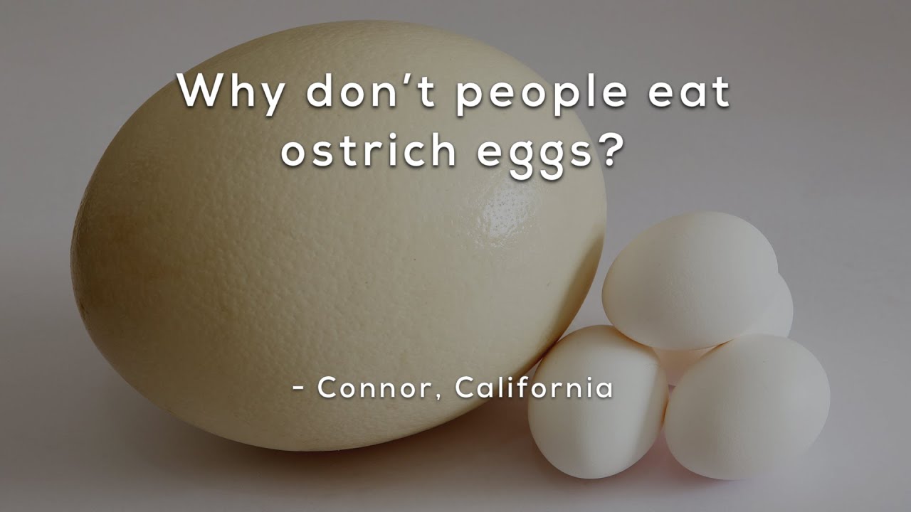 Why Don't People Eat Ostrich Eggs? π₯