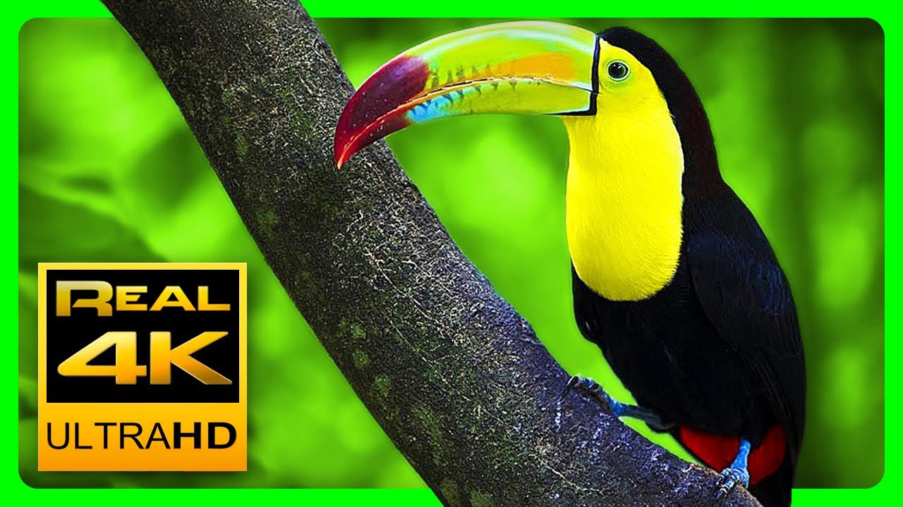 Stunning Nature Colors in 4K UHD 🐦 Relax & Sleep