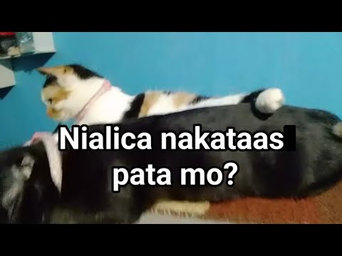 Nialica nakataas pata mo? | Cat funniest videos 