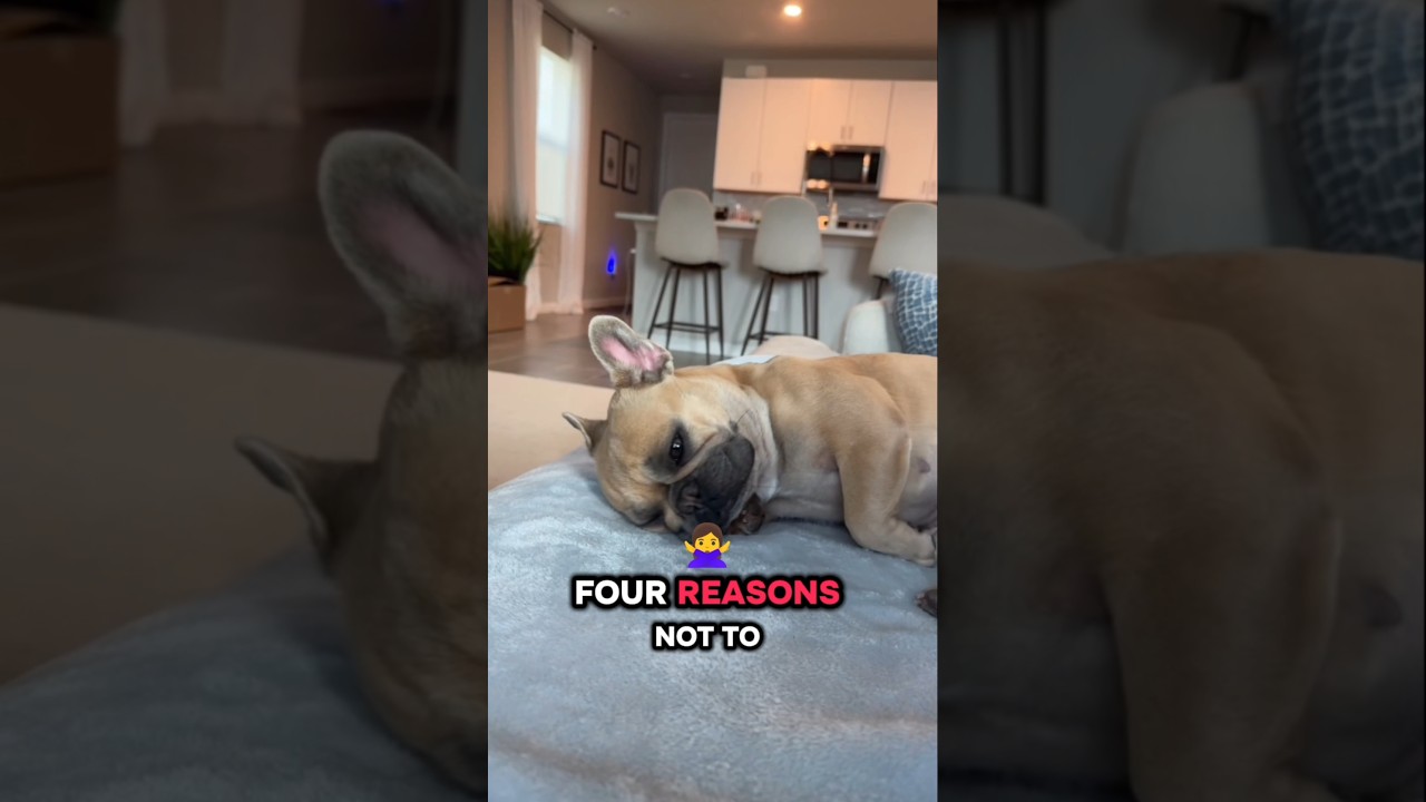 4 Reasons Not to Own a French Bulldog