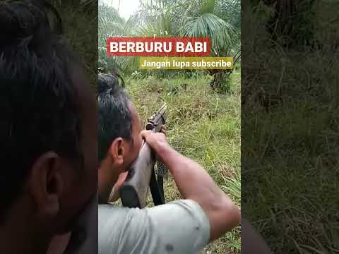 berburu babi #shorts #hunting