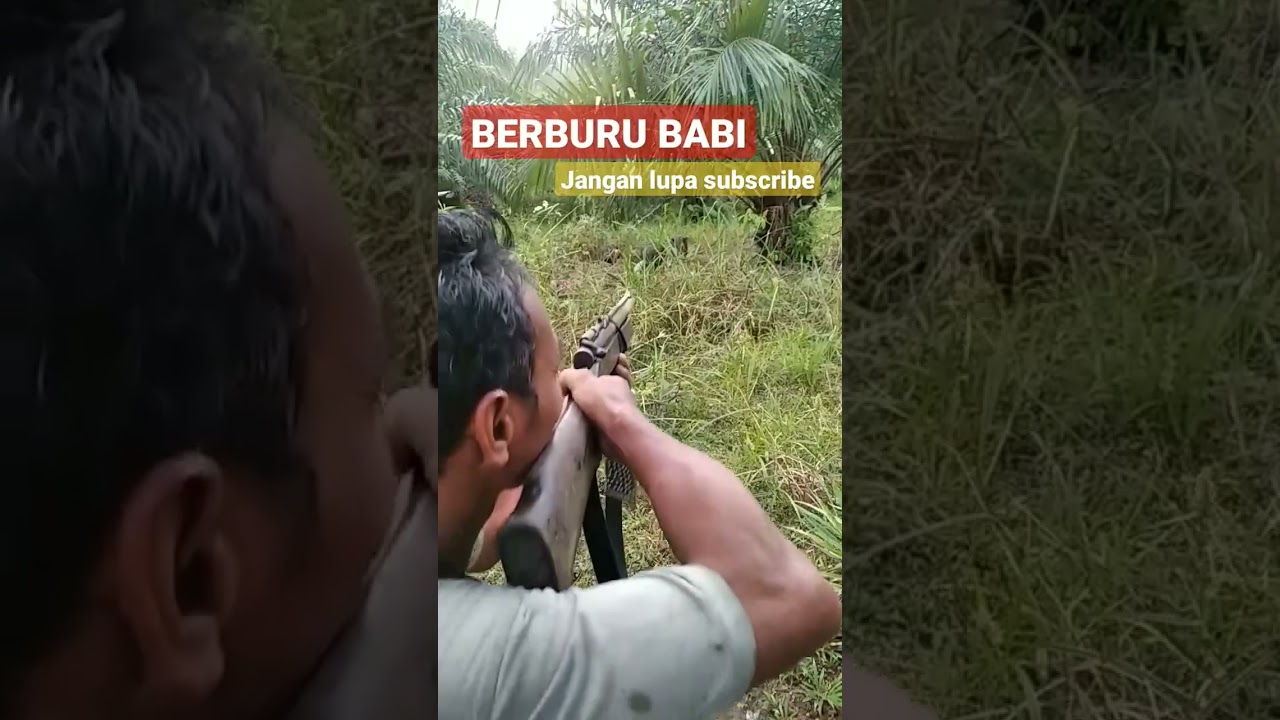 Seru-seruan Berburu Babi Peliharaan! 🐗 #Shorts