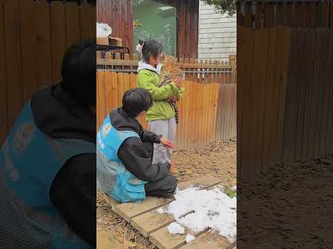 🐯🐯🐯WOW!!! adorable tiger cub #tigercub #tiger #kitten #foryou #fpy #cute #kitty #zoo #adorable