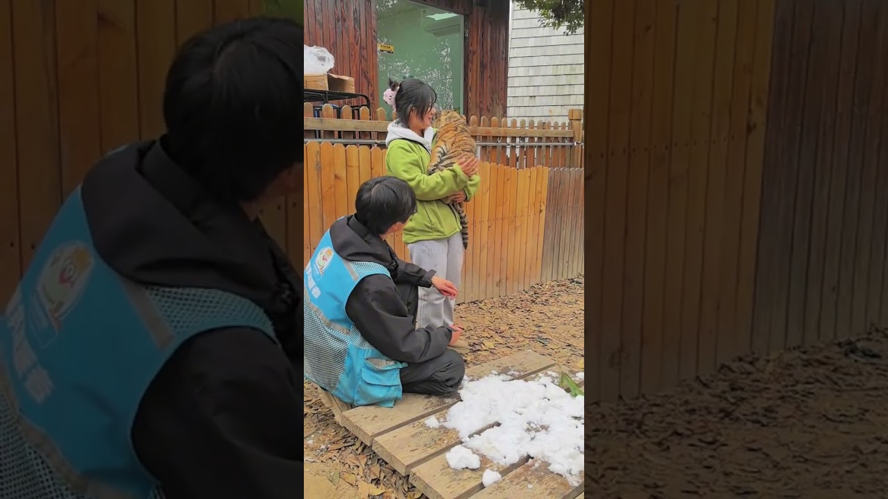Adorable Tiger Cub and Friends at Animal Kindergarten 🐯