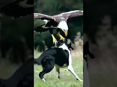 Amizade Selvagem: A Dupla Mais Improvável do Reino Animal #amizadeanimal #águia #cão #históriareal