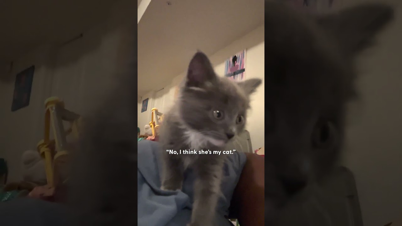 Stray Kitten Chooses Woman As Her New Mother | The Dodo