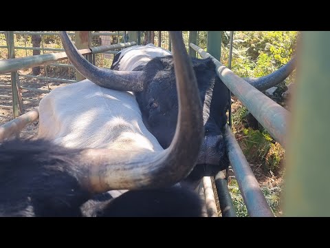 saneamiento para venta y carretero se va