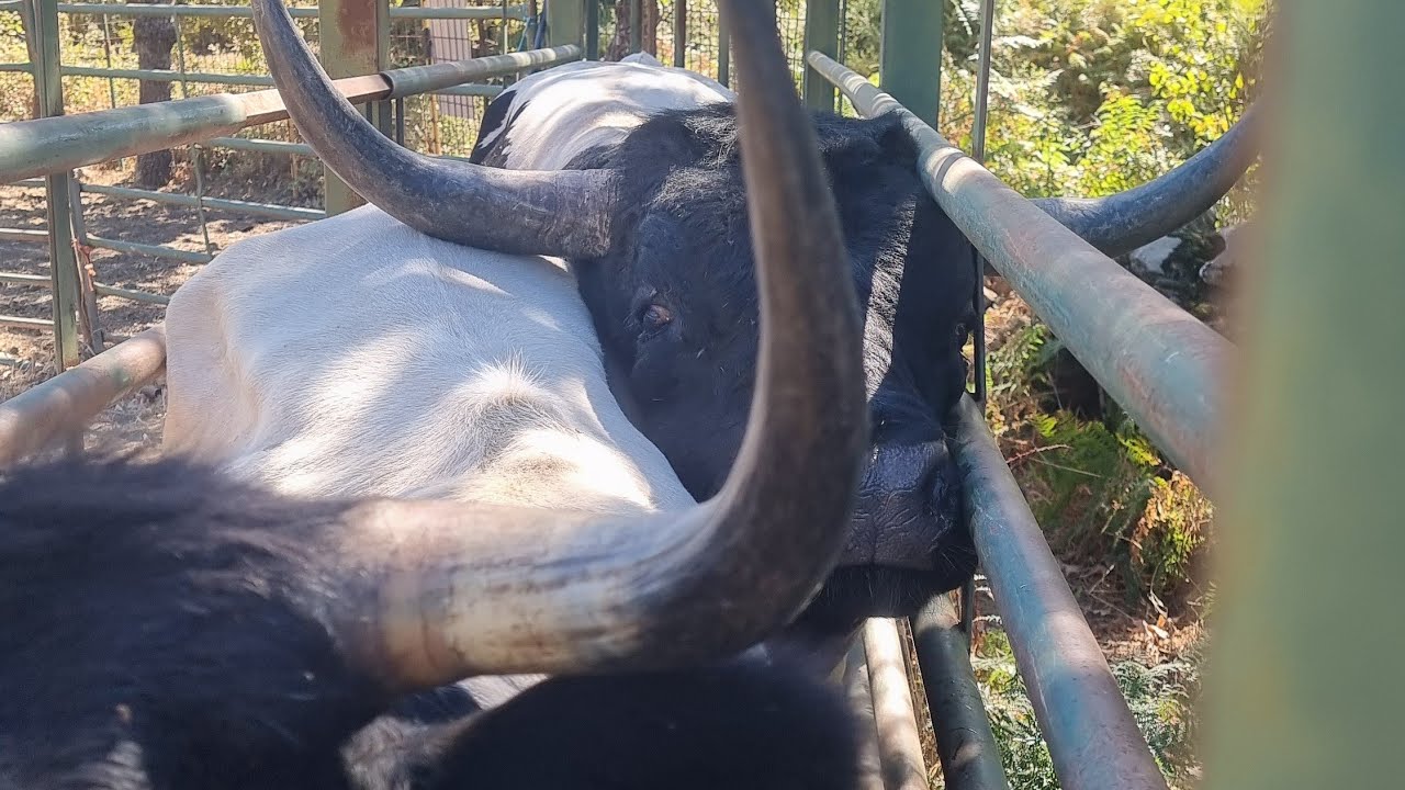 ¡Mejora el Saneamiento para Ventas y Carretero! 🚀 Únete y Aprovecha Ventajas