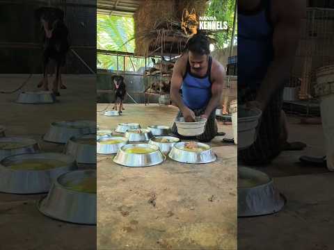 ✨என் தினசரி வேலையின் ஒரு பகுதி✨#nanbakennels#9524136710#nagercoil doglover#kanniyakumari🐕🐕🐕