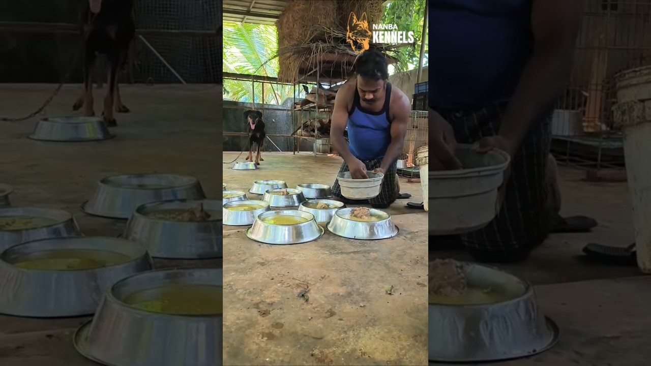 Discover Your Perfect Puppy at Nanba Kennels in Nagercoil 🐶