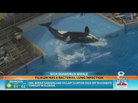 SeaWorld whale that killed trainer now very sick with lung infection