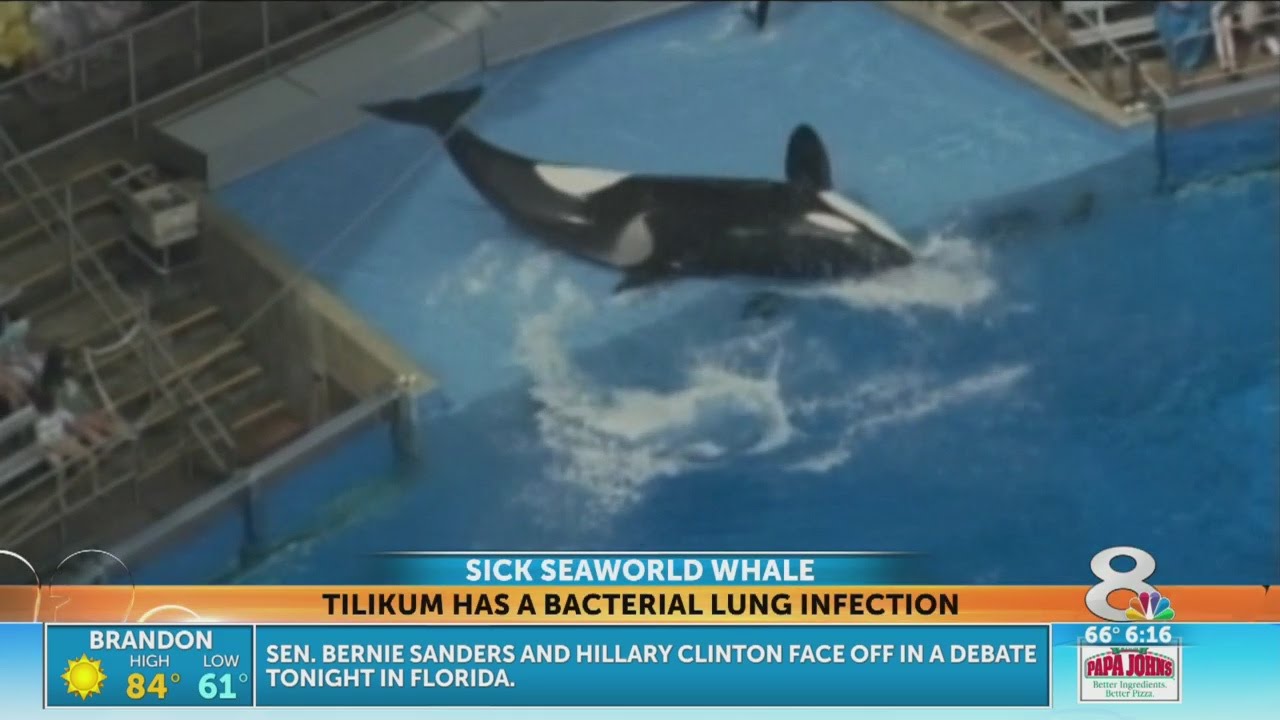 SeaWorld Whale Involved in Trainer’s Death Now Seriously Ill with Lung Infection 🐋