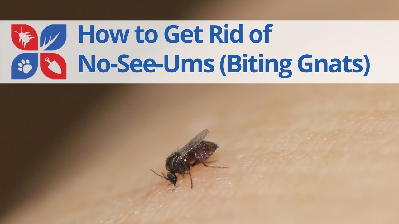 How to Eliminate No-See-Ums (Biting Flies) 🦟