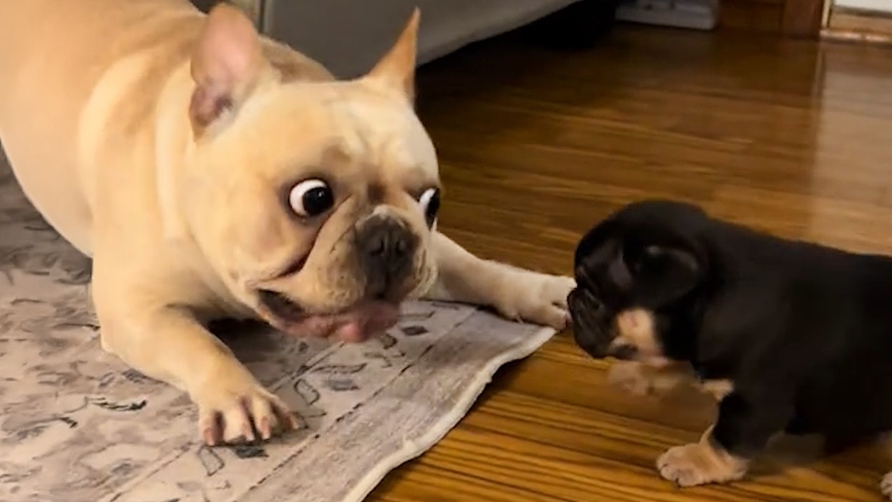 Hilarious French Bulldog Videos ๐ถ