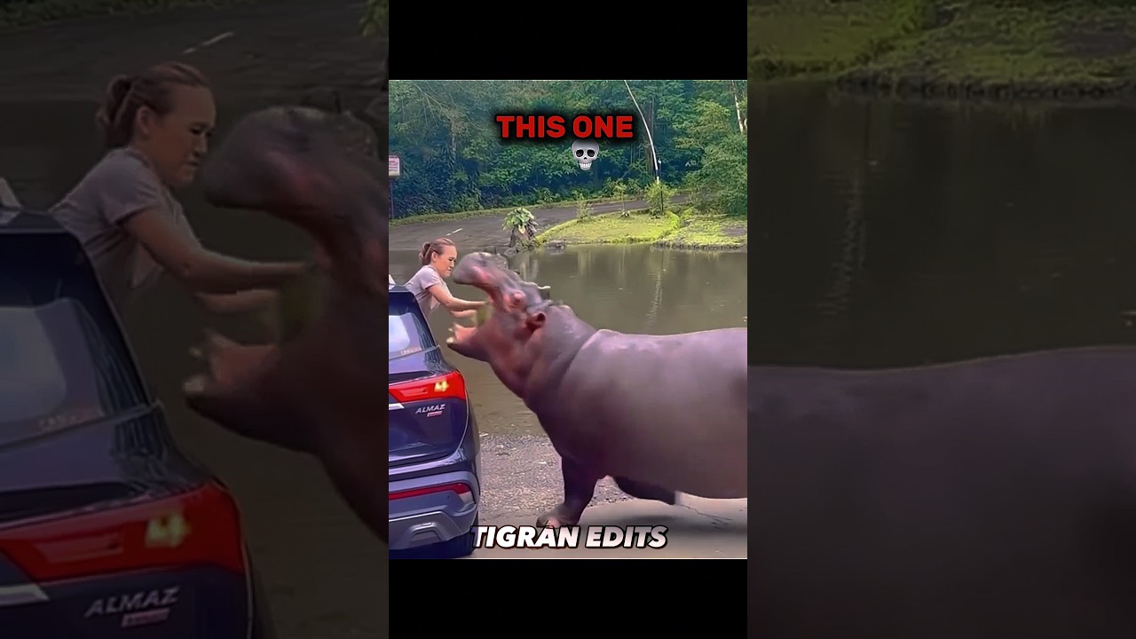 The Last Moment Before Disaster 🚨