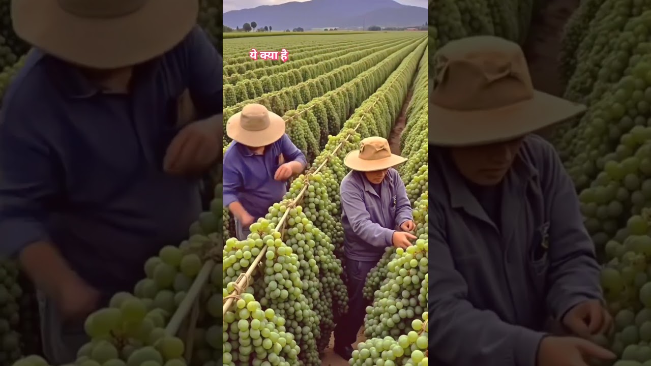 अँगूर की खेती की आसान विधि 🍇