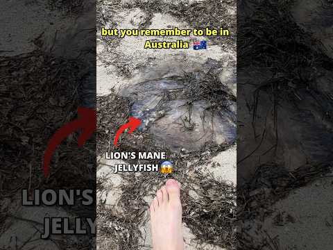 In Australia there are the 10 Most Dangerous Animals in the World