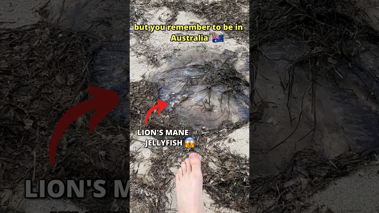 Top 10 Most Dangerous Animals in Australia 🦘