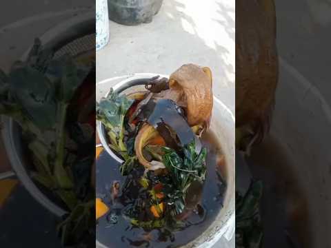 تنمو جميع الشتلات والخضروات بجنون عند اضافة هذا السماد المتوفر في بيتك سماد طبيعي بوتاسيوم وفسفور