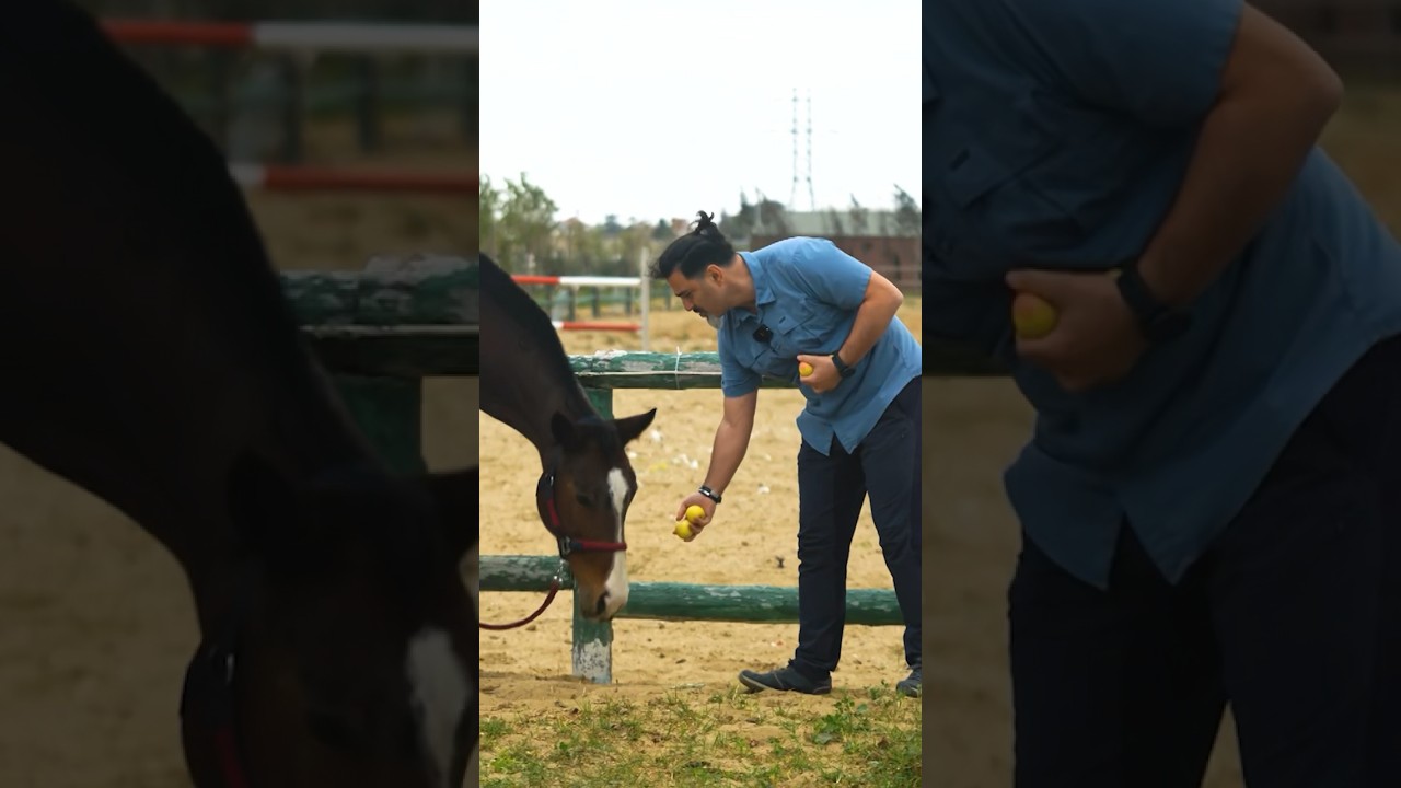 Atlar üçün Sevimli Yemək 🐴