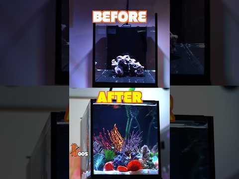 3 Aquascaping Tips to Make Your Reef Tank POP!
