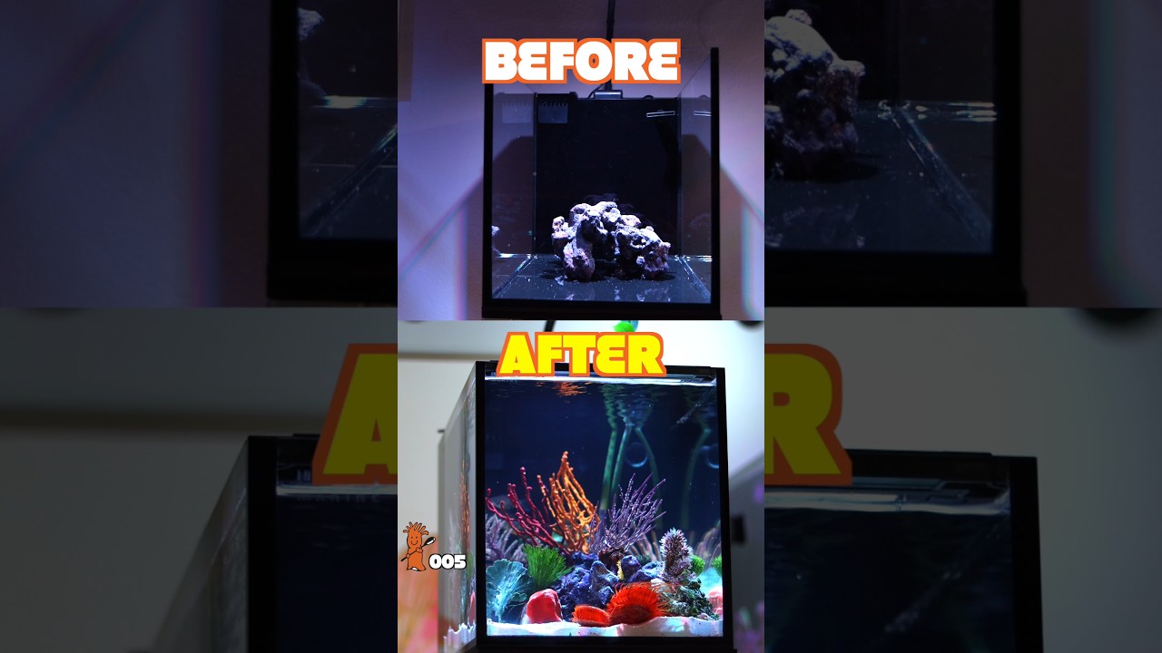 3 Transform Your Reef Tank with These 3 Aquascaping Secrets 🌊