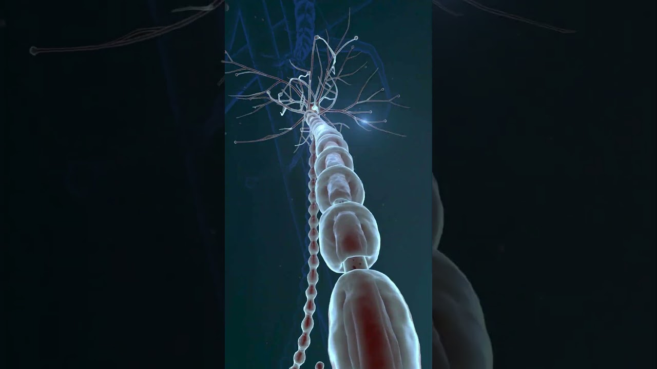 CNS 3D Animation: Human Nervous System & Nerves 🧠