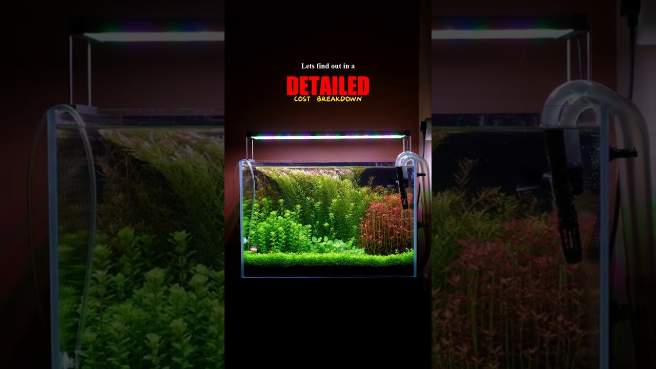 ₹80,000 Aquarium Cost Breakdown 🐠