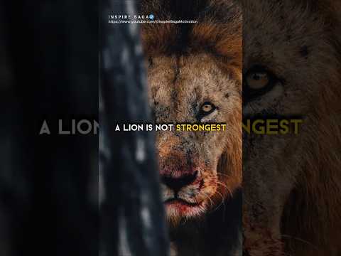 Sigma rule🔥😎 Why is Lion A King😱 #sigma #motivation #shorts