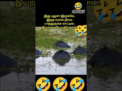 Nature Pure Love And Gesture 🥰🥰#news #love #lovestatus