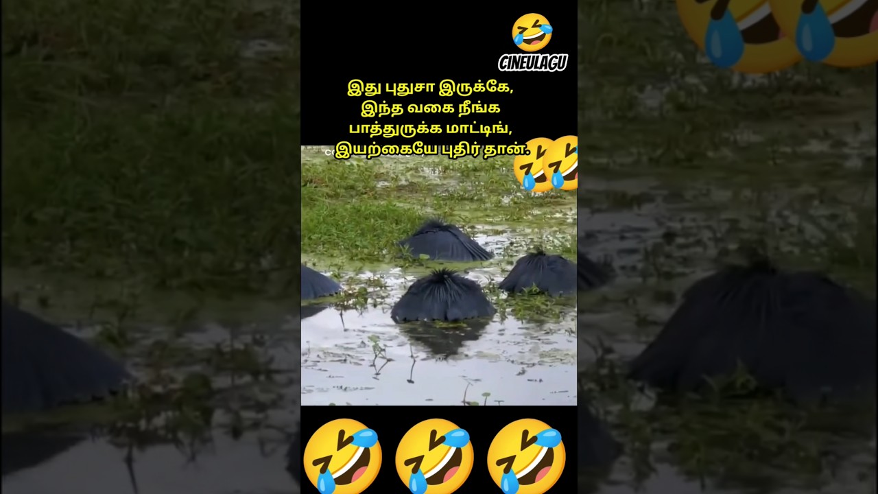 Pure Nature, Love, and Heartfelt Gestures