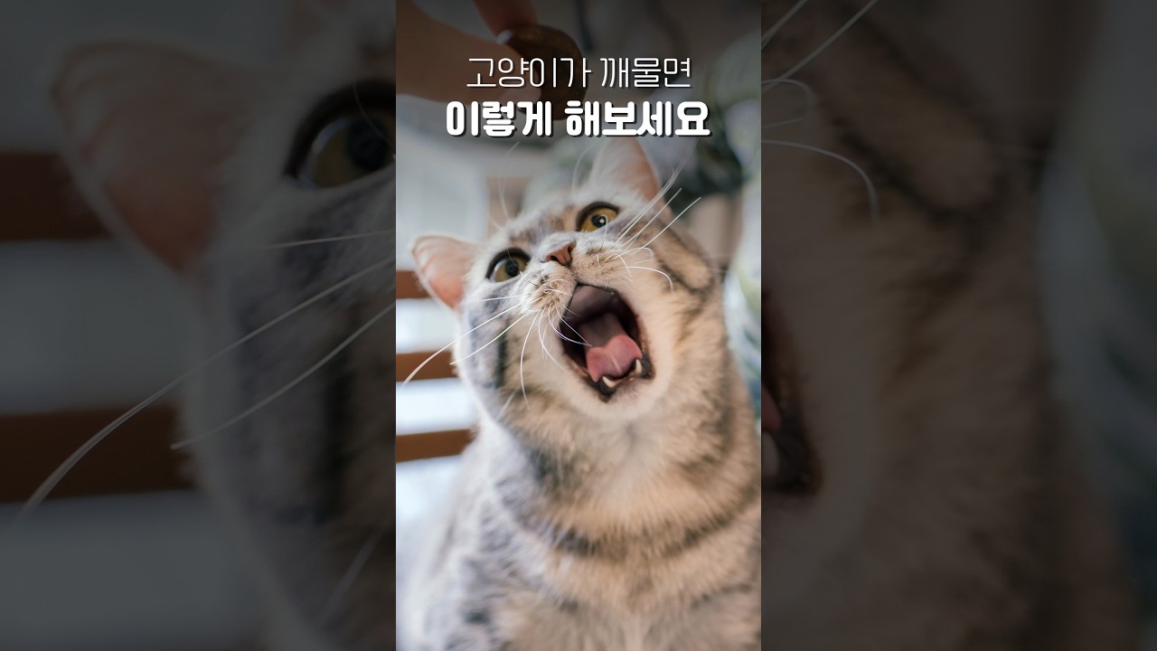 사람을 무는 고양이 대처법 🐱
