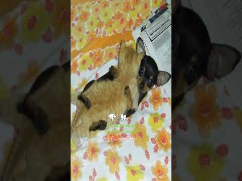 Amizade animal💗💗